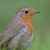 Garden birds